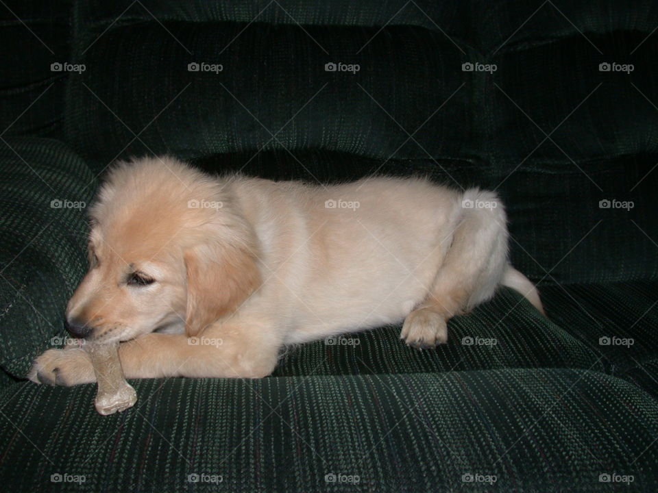 Golden Retriever Chewing Bone 