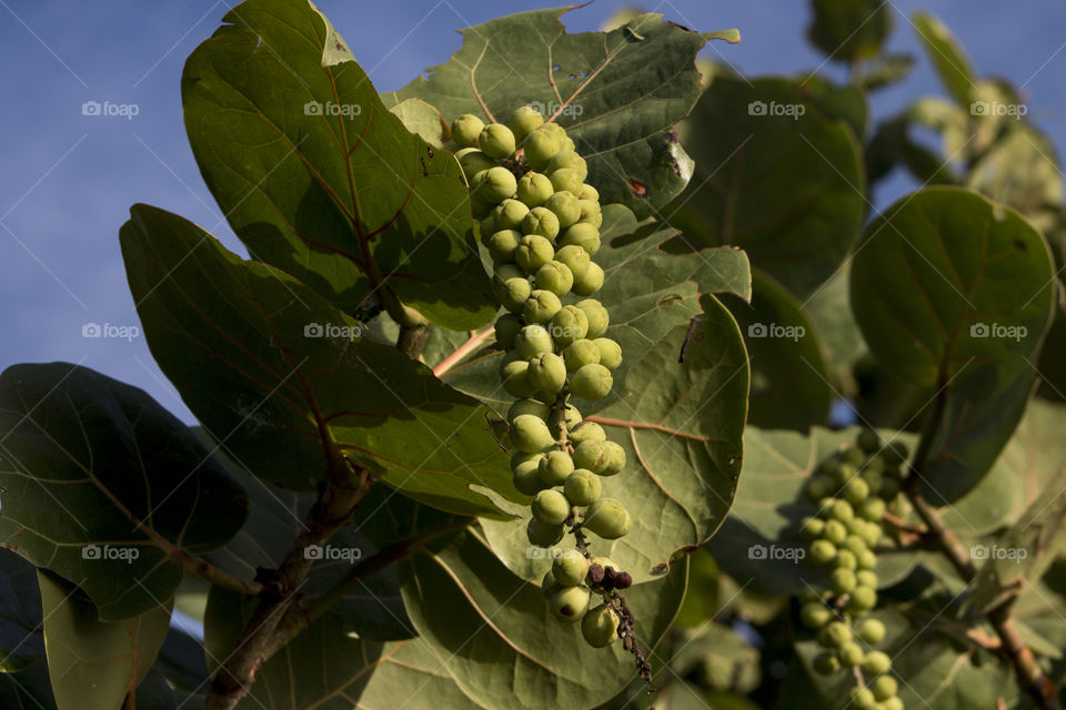 Close-up of beach grapes