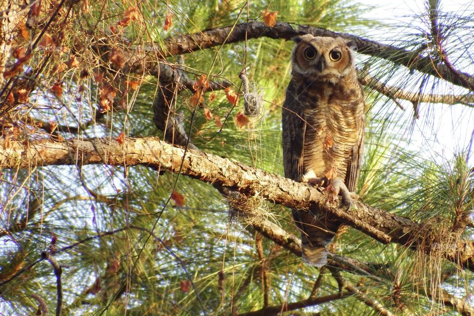 Great horned Owl 