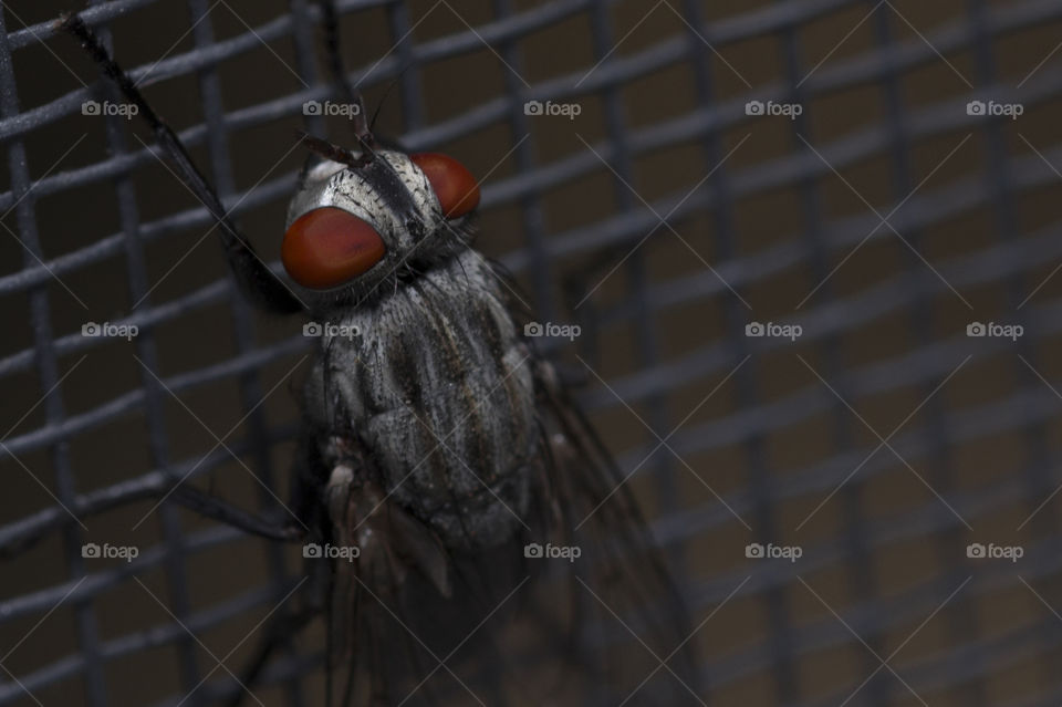 close up of the fly , macro shot