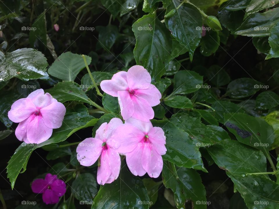 Pink  flower 