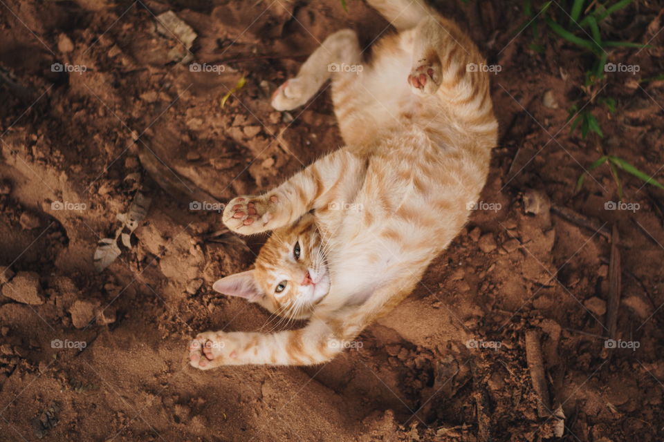 Small kitten lying on its back
