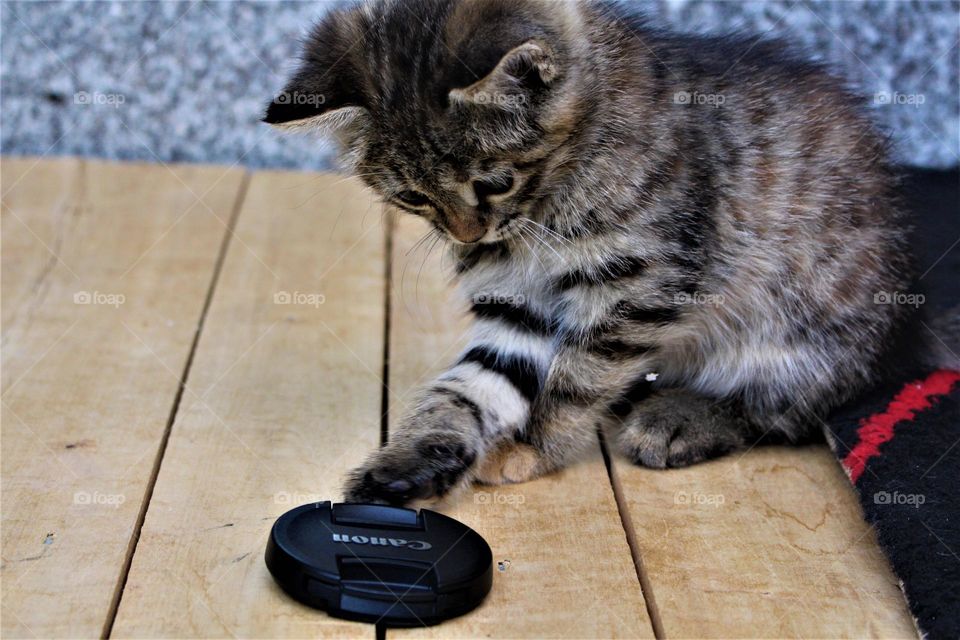 a baby cat was interested in Canon :)