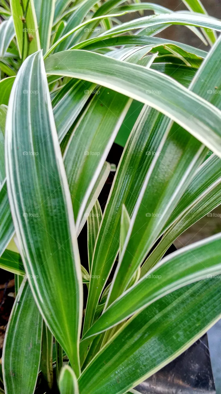 grass