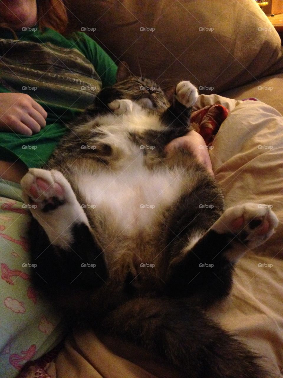 Fat cat Calcifer from Nashville TN