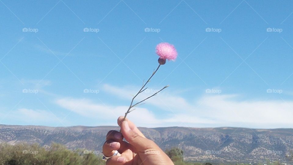 Beautiful Violet flower embraces blue sky.