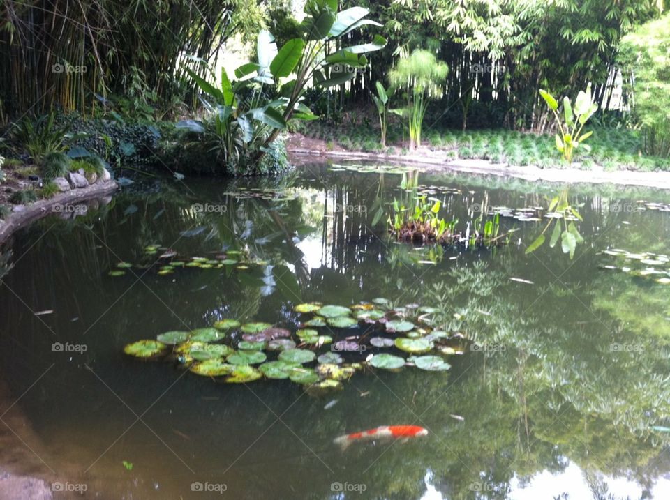 Huntington Botanical Reserve Pond 