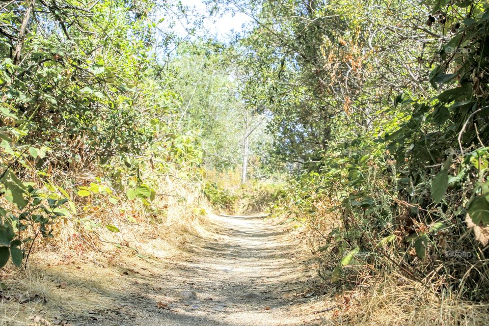 Endless Summer Trail