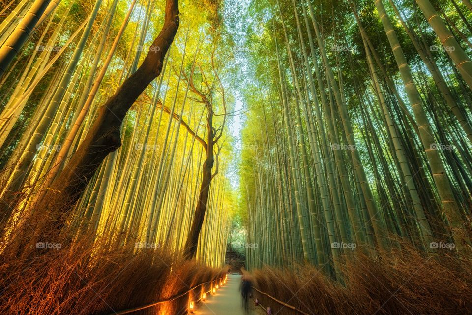 Arashiyama bamboo forest in the morning 