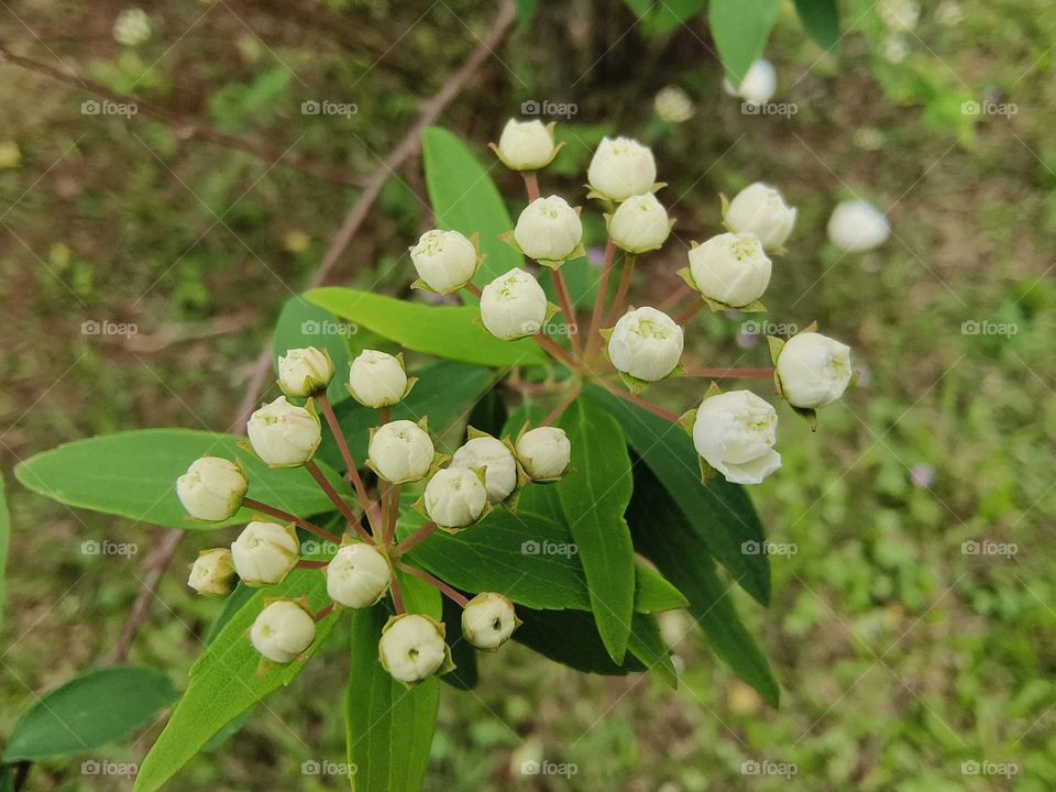 White flowers in Chulu Ranch, Beinan Township