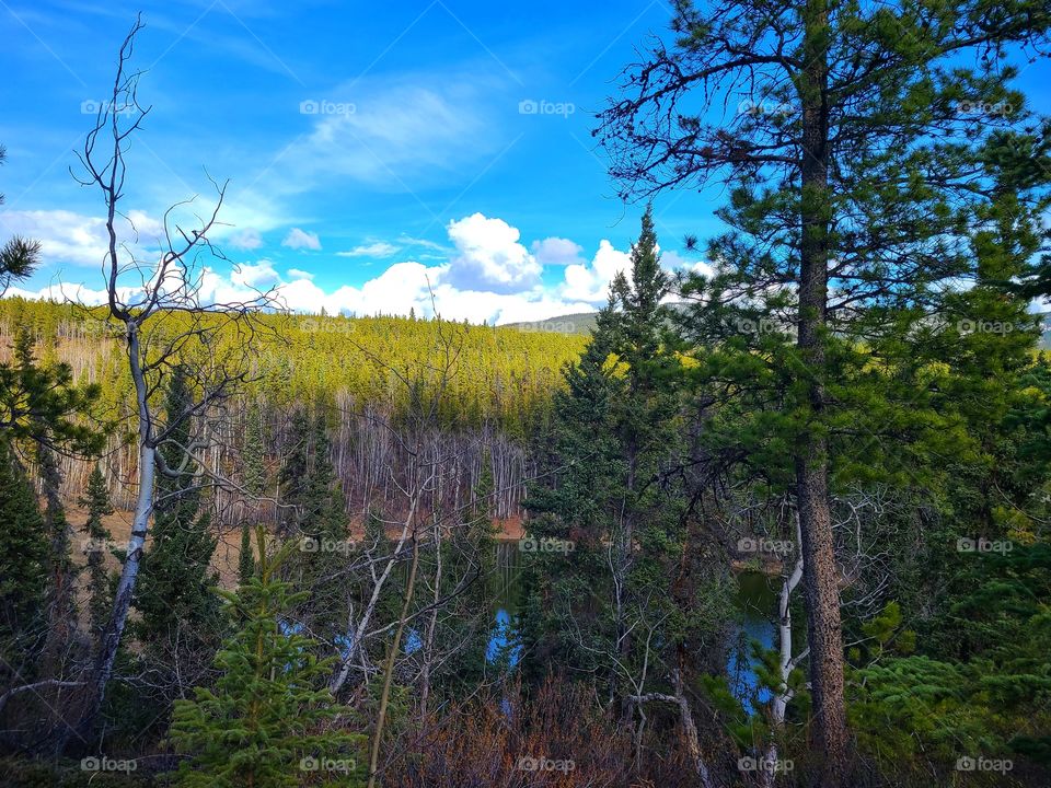 Overlooking a small lake surrounded by pine trees