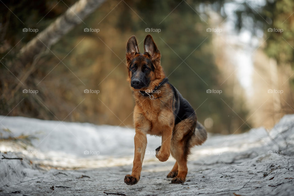 German shepherd young male dog walking outdoor at spring day