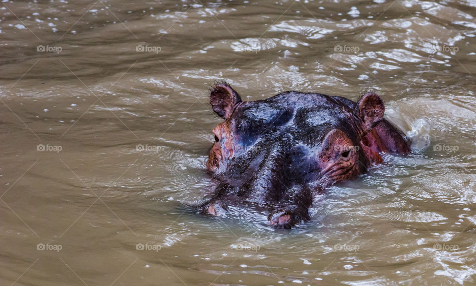 Common Hippopotamus_Hippopotamus amphibius_Maasai Mara_Kenya