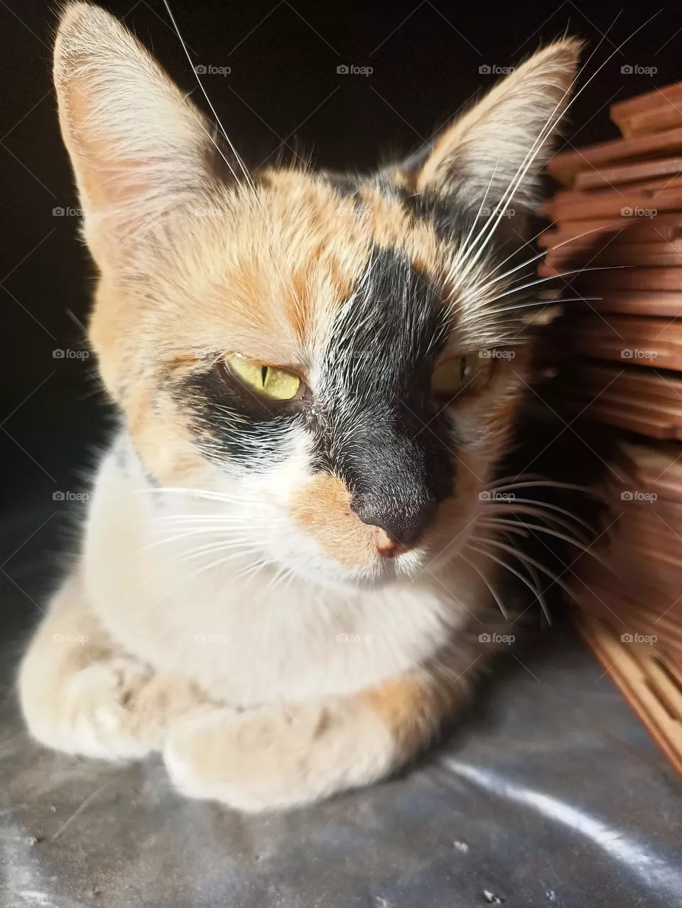 cat