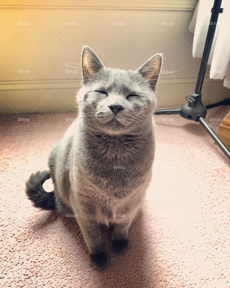 Smiling cat