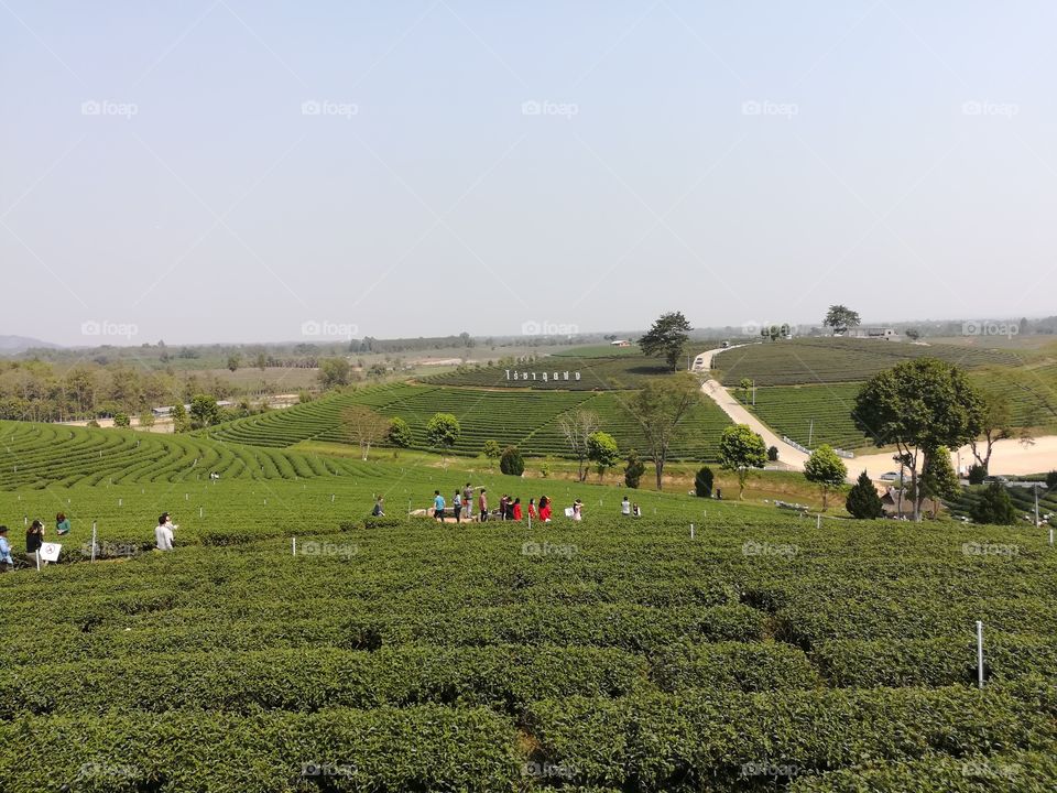 Tea Plantation