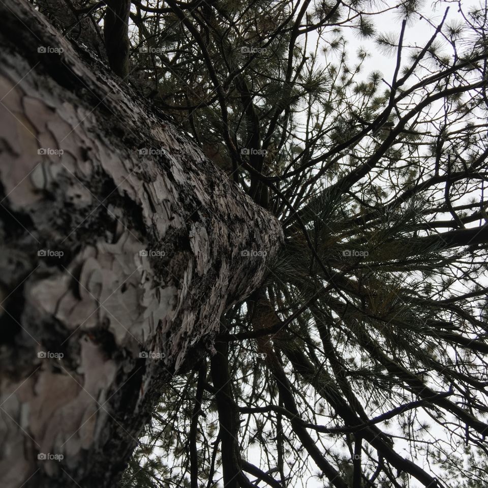 This photo was taken near Indian River , Michigan in the autumn of this year.