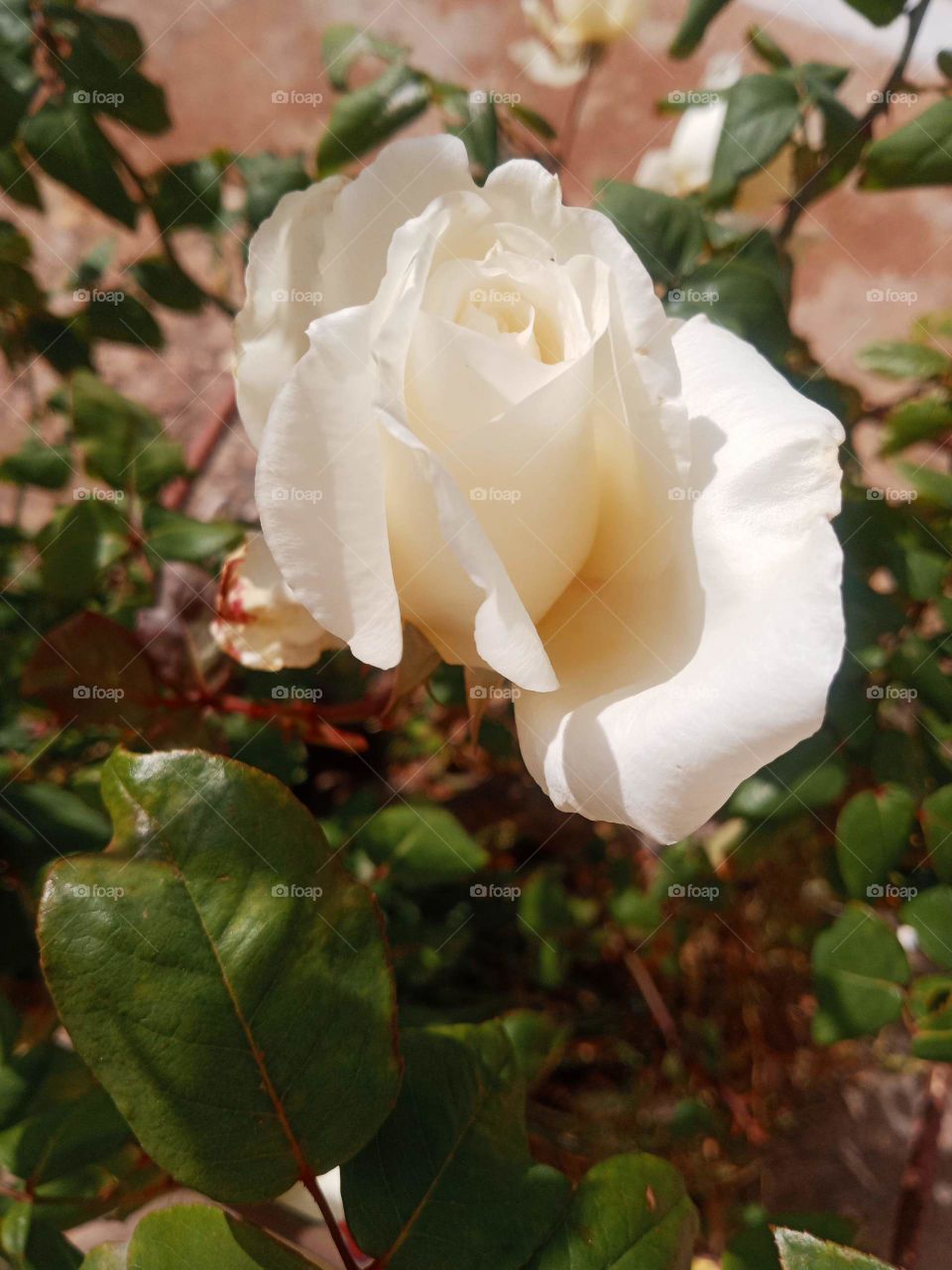 White rose