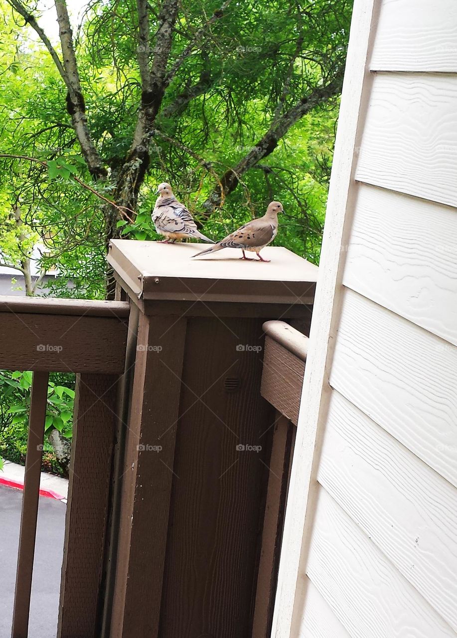 pair of brown Mourning Doves on deck railing post in Oregon suburbs