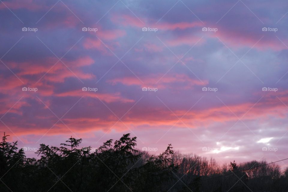 February sunset. Pink, lilac and lavender colours in the sky and silhouetted trees below