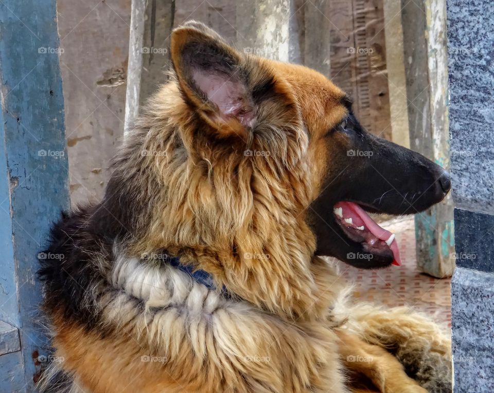 German shepherd guarding the home