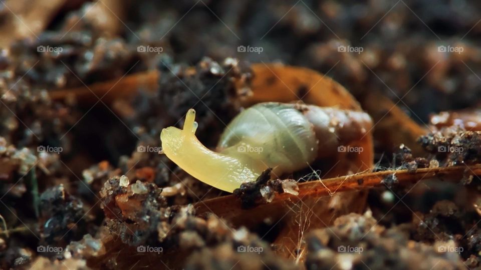 Snail on the ground