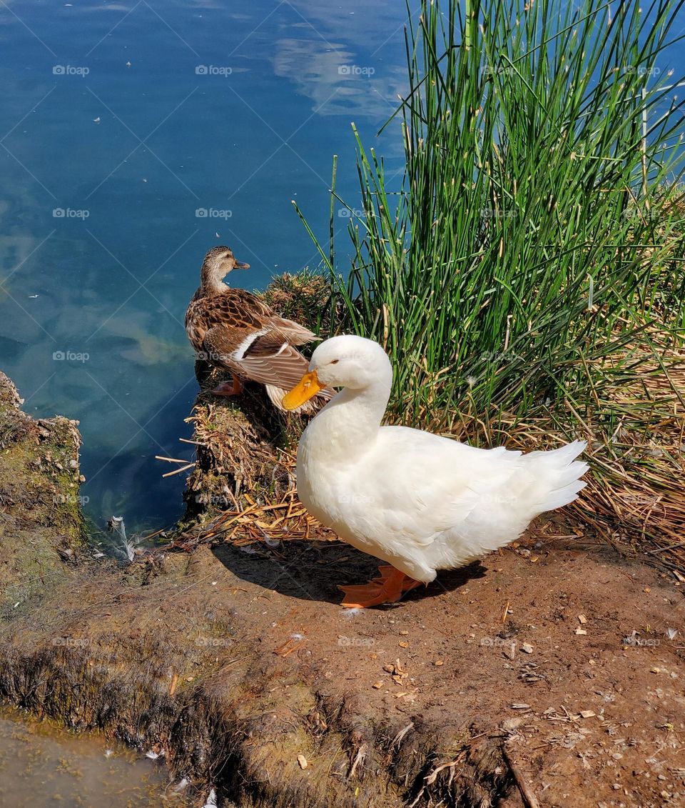 Two Ducks on a Lakeshore
