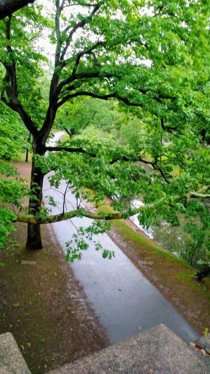 Nature, Leaf, Tree, Landscape, Wood