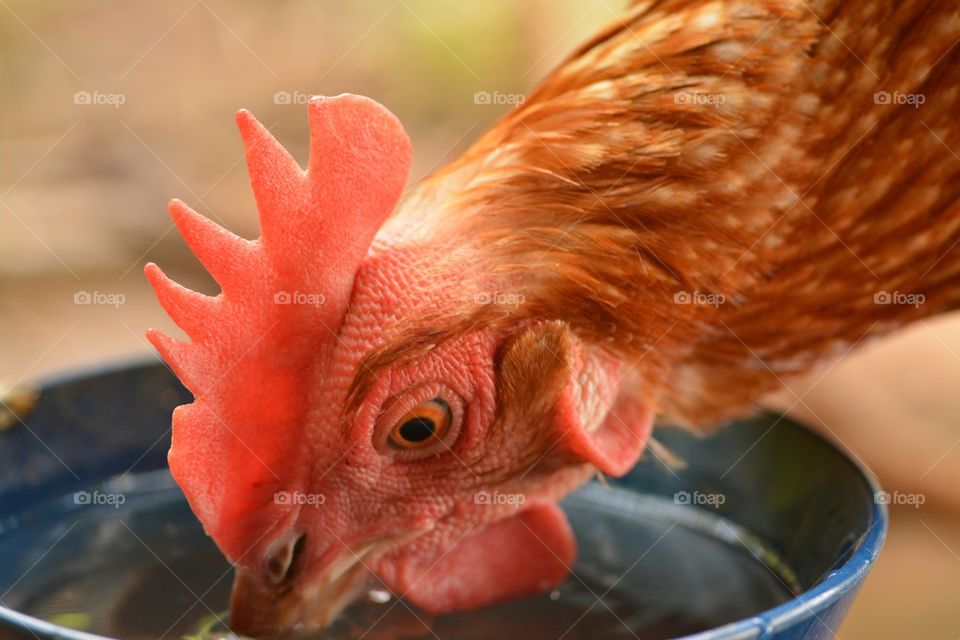 Hen drinking water