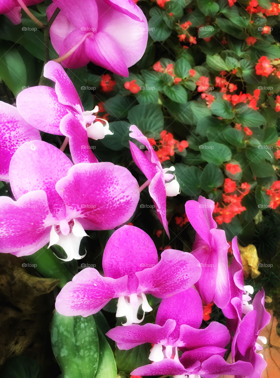 Phalaenopsis (moth orchids) Tropical purple orchids with red flowers background 