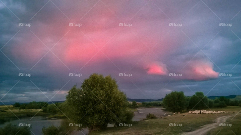 Beautiful pink colored clouds over the idyllic countryside of Transylvania near the river Mures in Romania. Sheep are grazing on the pasture close to the river.