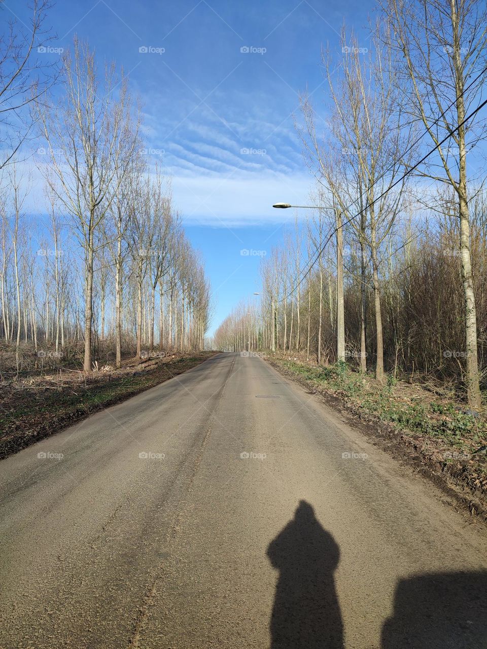 Wood, forest, nature