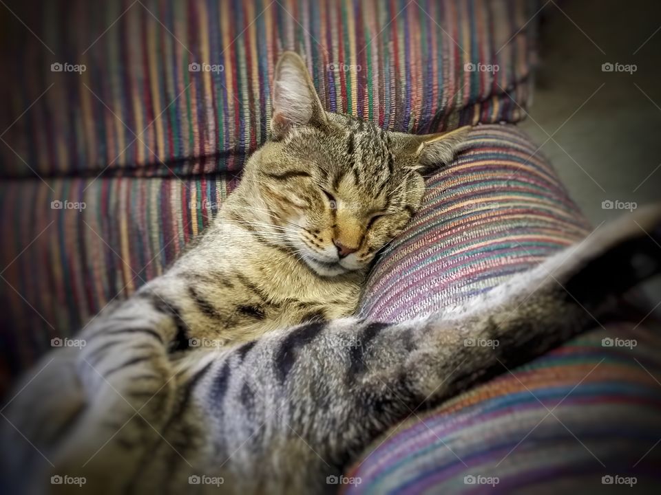 A tabby cat sleeping in an recliner