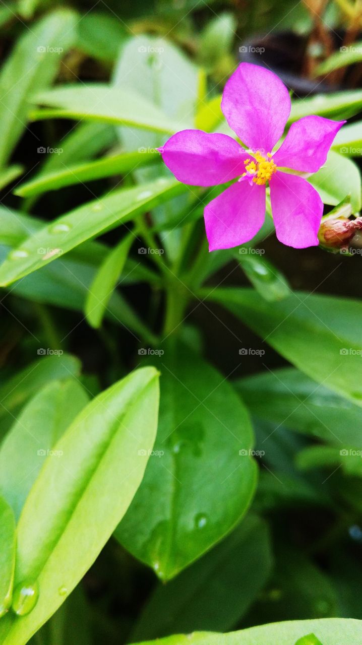 purple small flower 💜