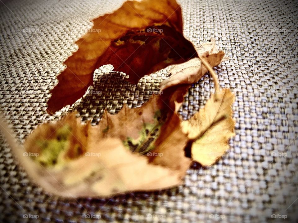 The first whisper of autumn 