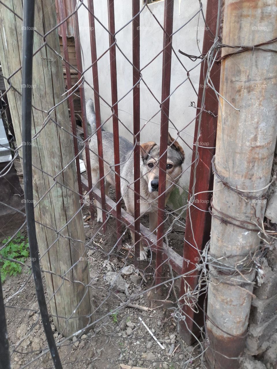 Sad dog. A photo of a caged dog that's sad and lonely.