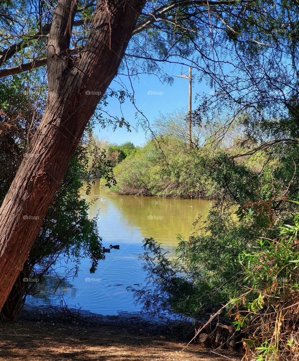 Bird Roost on an Island