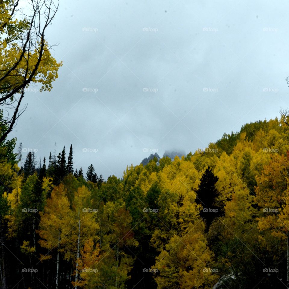Aspens Stormy