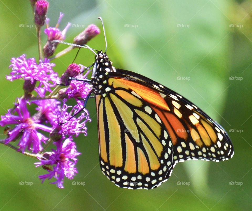 Monarch butterfly on iron weed with backlighting 