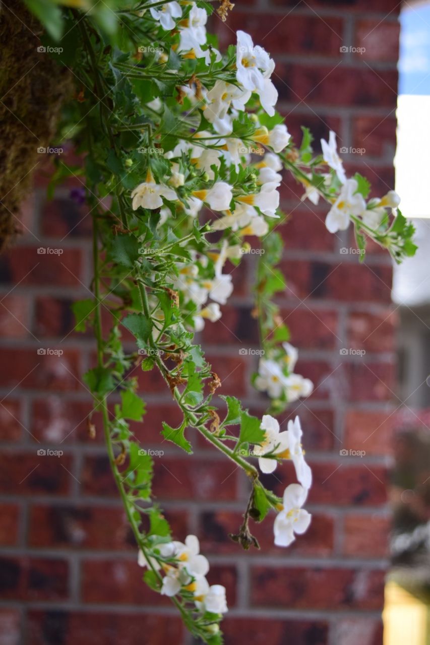 Spring . Flower