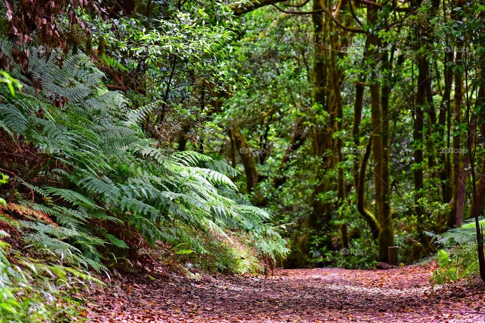 relict forest of garajonay national park on la gomera canary island in Spain