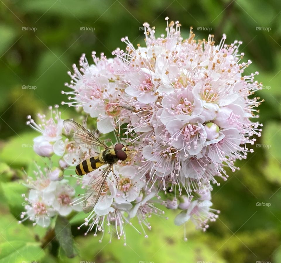 Flower Pollination 