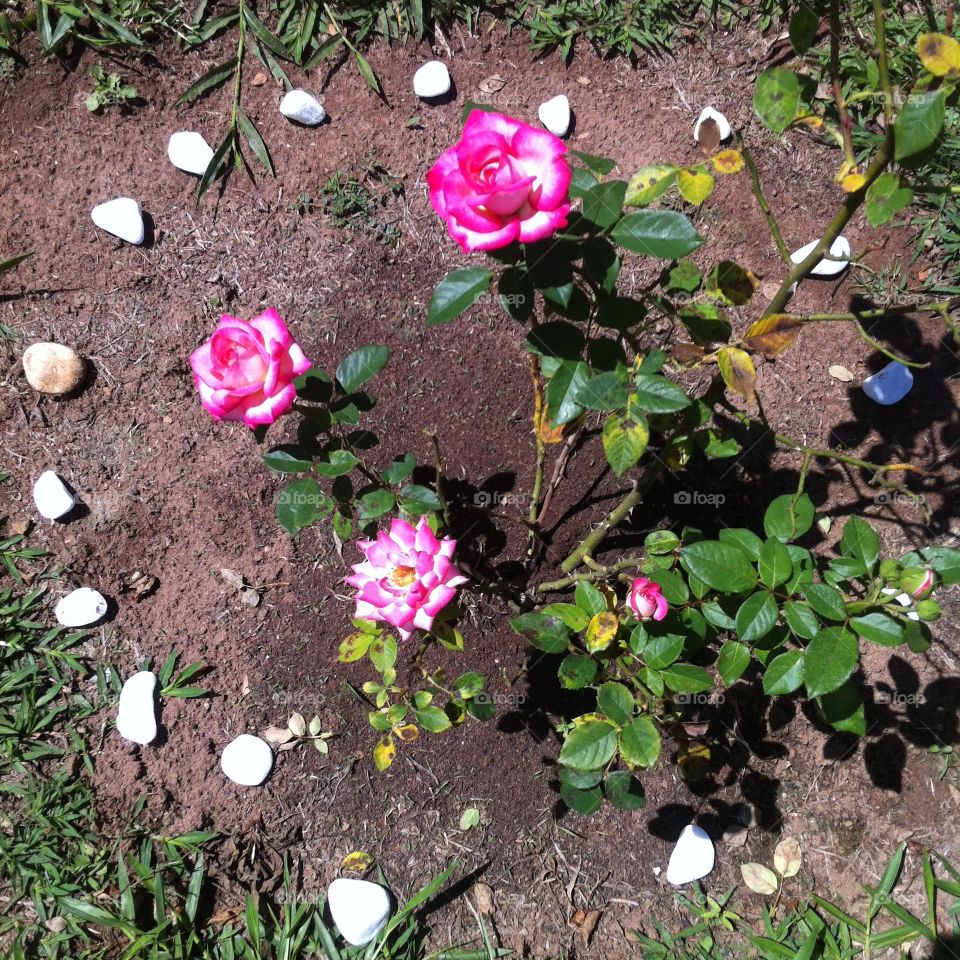 🇺🇸 11 stones or 3 flowers?  It doesn't matter, but it's worth remembering: the combination of these odd numbers made the garden very beautiful! / 🇧🇷 11 pedras ou 3 flores? Não importa: a combinação destes números ímpares deixou o jardim bem bonito!