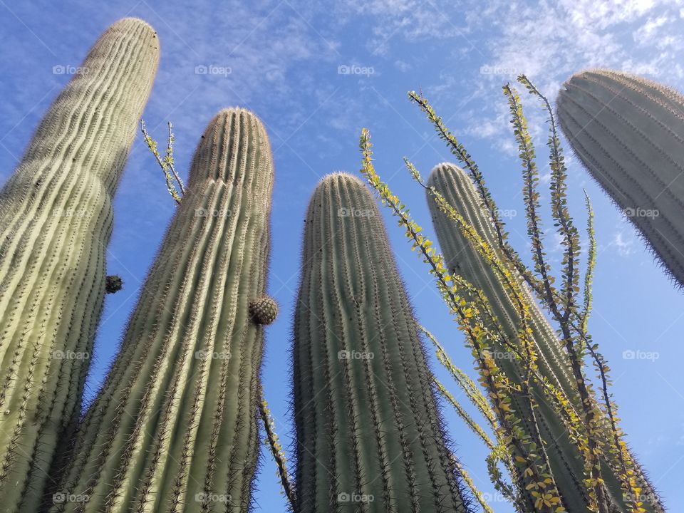 Looking Up At Saguaros