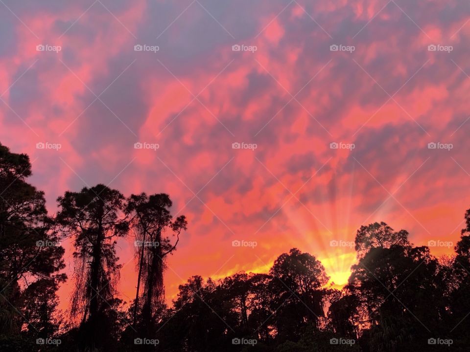 Blazing red and yellow clouds and sunset behind the forest.