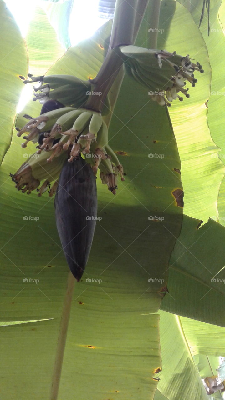 banana flower