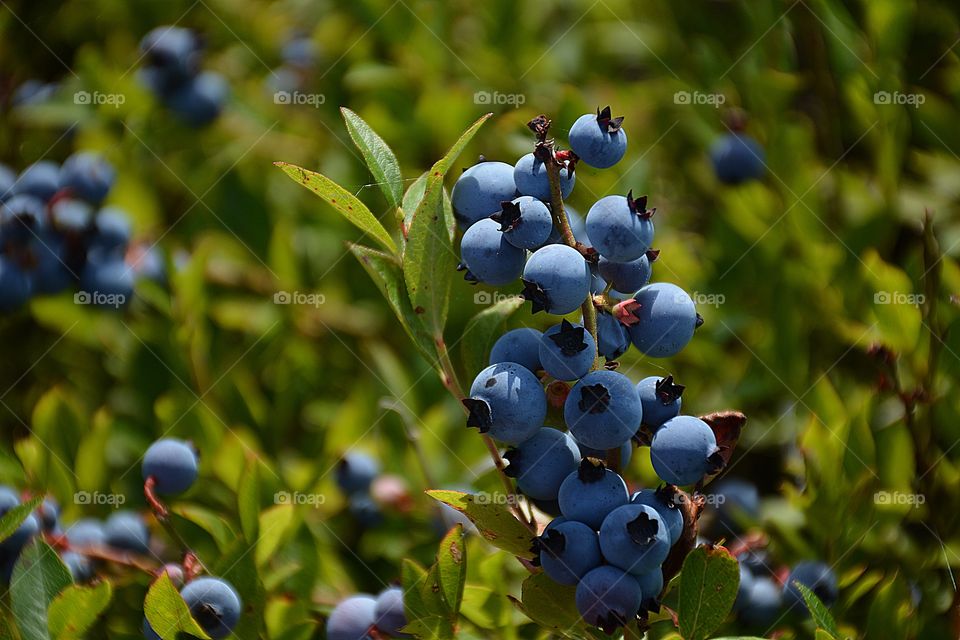 
Nothing says summer like fresh seasonal fruit, such as blueberries. They are the perfect snacking, canning, and baking fruit. 