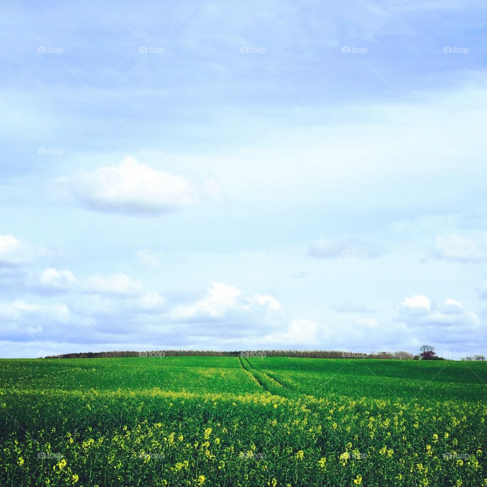 Skåne. Rapsfält i april 