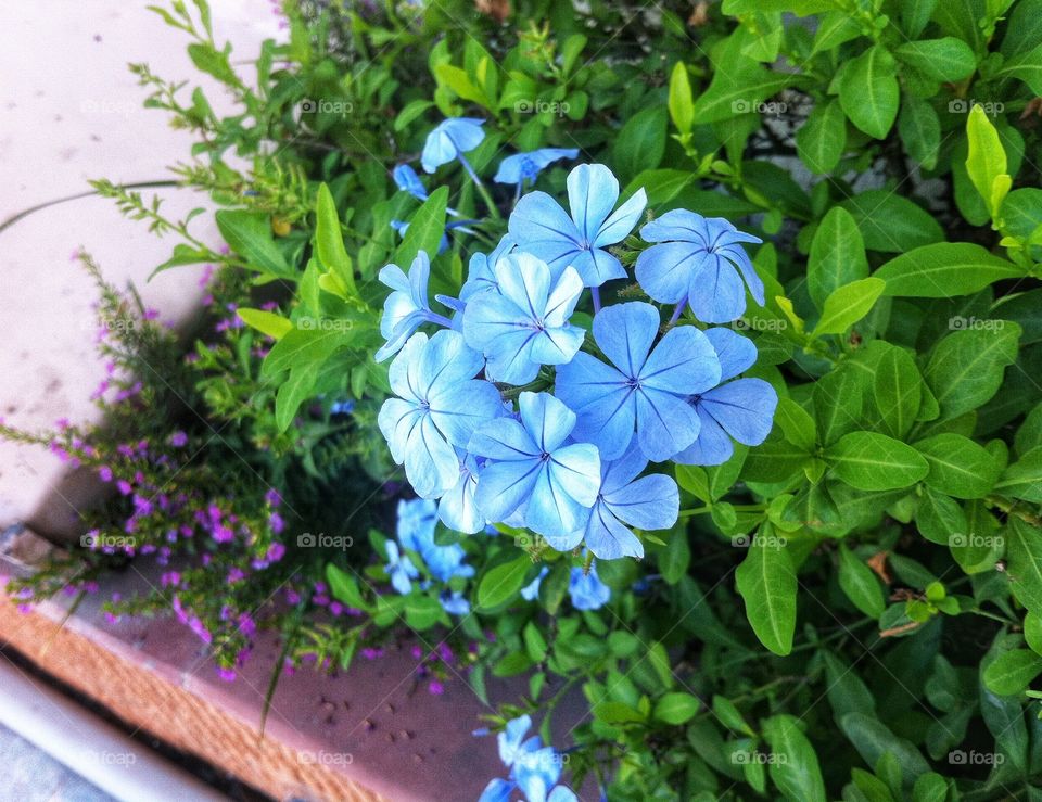 Blue Flower