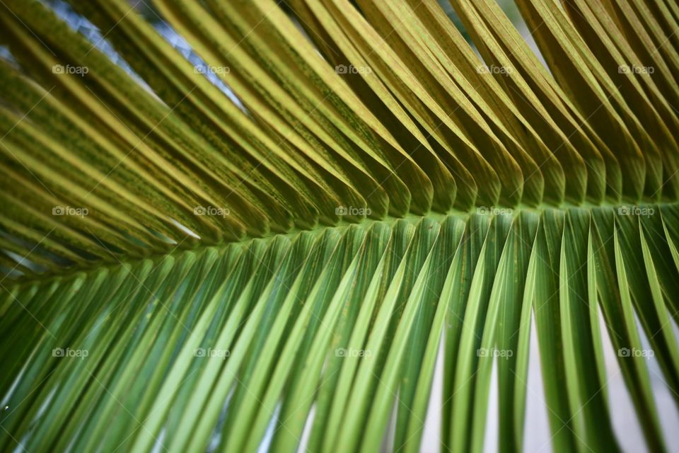 Leaf of palm